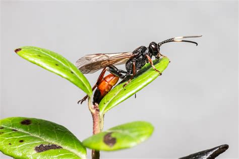 Ichneumon Wasp (Ichneumonidae) - Overview, Identification, Habitat