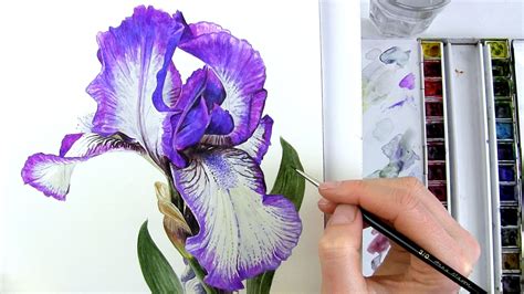 How to paint a patterned bearded iris in watercolour - Nature Studio ...