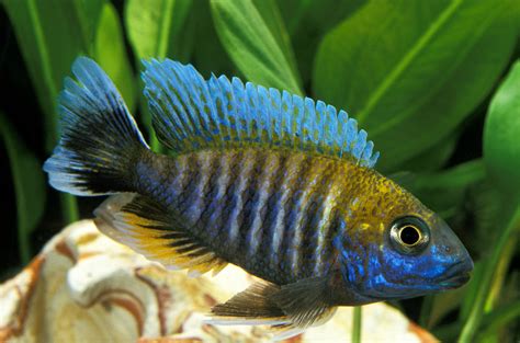 Peacock Cichlid: Three Varieties You Need To Kow - Aquariadise