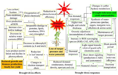 Overall pathways of drought stress effects and plant responses to ...