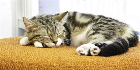 6 Interesting Facts About Your Cat’s Sleeping Habits