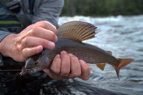 Arctic Grayling - Milton Lake Lodge