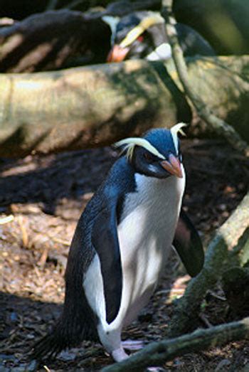 Fiordland Penguin: The Animal Files