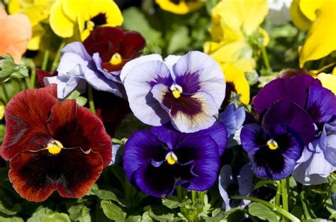 Want to Grow Flowers Outside in Winter? The Cold-Hardy Winter Pansy Is ...