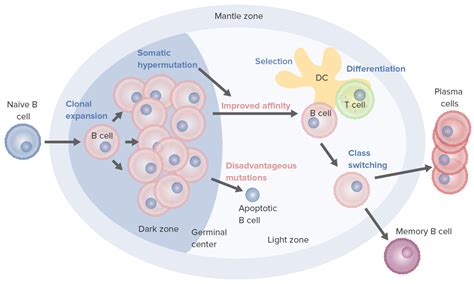 B cells: Types and Functions | Concise Medical Knowledge