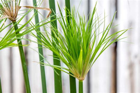 Papyrus Plant: Care and Growing Guide