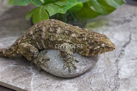 "LEACHIANUS GECKO" by CRYROLFE | Redbubble