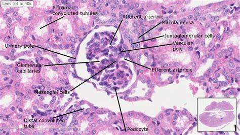 Histology Slides Labeled