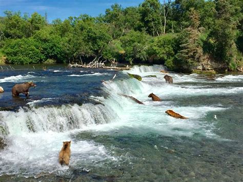 Bears and sockeye salmon aplenty! - Brooks Falls, Katmai National Park ...