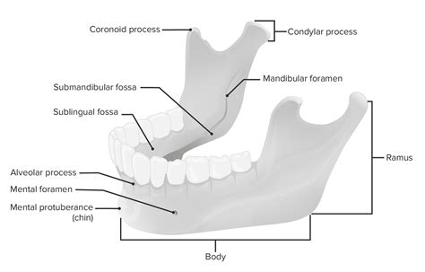 Condylar Process Of Mandible