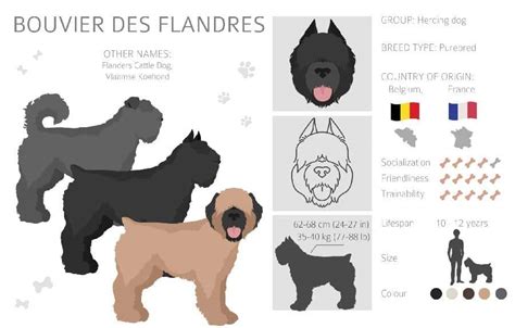 Bouvier des Flandres: Trainable, obedient, affectionate, brave