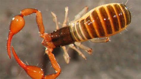 What Are Scorpion Spiders? - MTL Blog