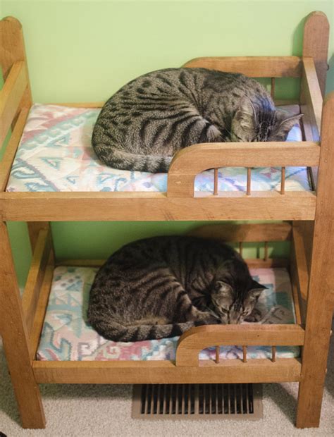 Cat Roomies Save Space With Bunk Beds It may seem...