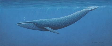 Blue Whale Facts For Kids | Blue Whale Habitat & Diet