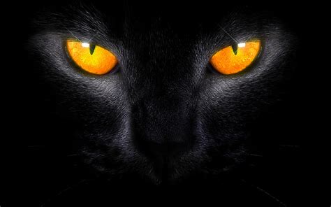 Black Cat Amber Eyes by welshdragon on DeviantArt