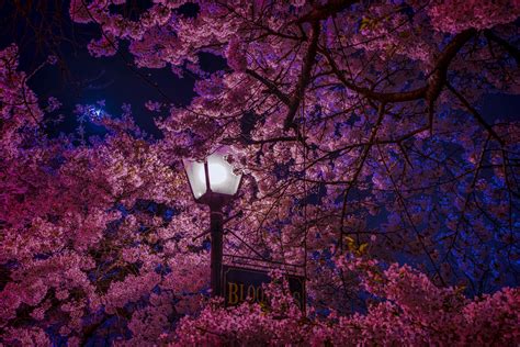 Aesthetic Computer Sakura Wallpapers - Wallpaper Cave