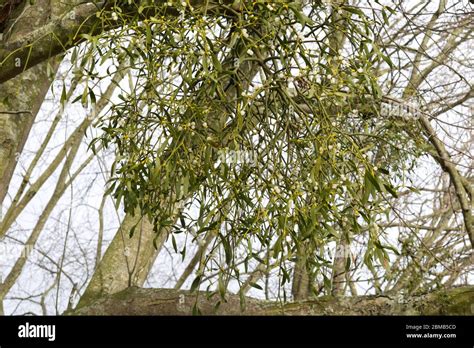 Hawthorn tree diseases hi-res stock photography and images - Alamy