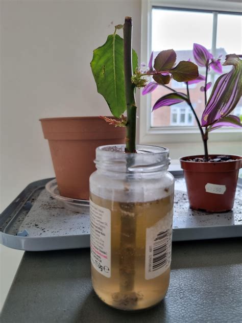 Propagating rose in water since January, does it look okay? : r/gardening