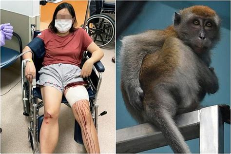 From wild boars to macaques, 4 attacks and other incidents related to ...