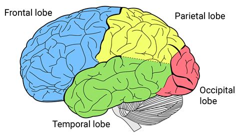 Right Hand, Human Brain » Benjamin C. Kinney - still pruning...