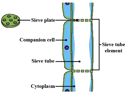 Draw and label the diagram of Phloem