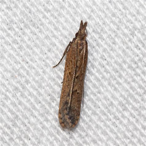 Maryland Biodiversity Project - Palmerworm Moth (Dichomeris ligulella)