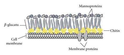 Fungal cell wall components. The fungal cell wall contains a cell ...