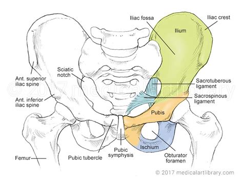 Pelvic Anatomy : The Ultimate Pelvic Anatomy Resource | Pelvic Guru # ...