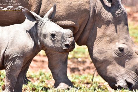 Baby White Rhino Spotted in Protected National Park!