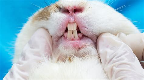 Rabbit Dental Care | Cy-Fair Animal Hospital