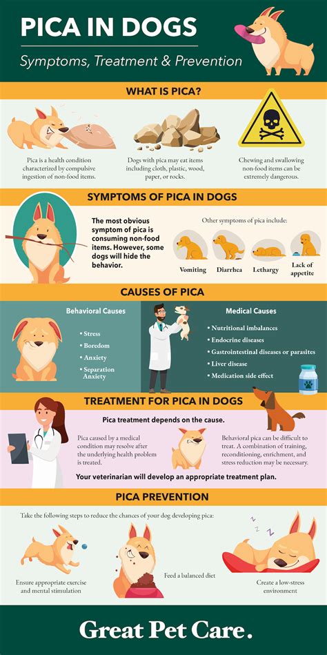 Pica in Dogs | Great Pet Care