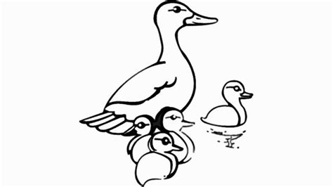 Duck And Ducklings Drawing