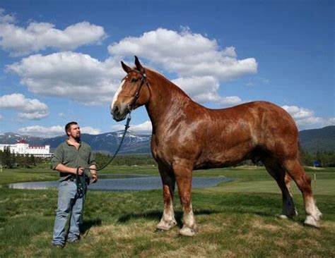 Zeus, a Giant Belgian Draft Horse that weighs about 3.000 pounds and 7 ...