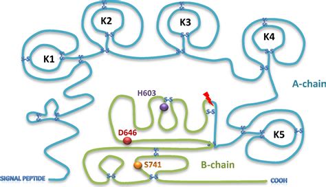 Plasmin as a proinflammatory cell activator - Syrovets - 2012 - Journal ...