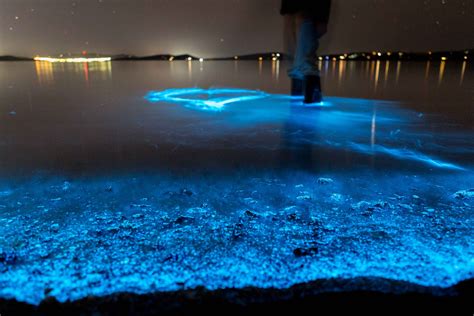 Nature's rhapsody in blue: Tasmania shoreline glitters with magical ...