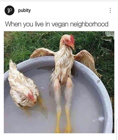 Best Chicken Memes Images In Chicken Humor | Hot Sex Picture