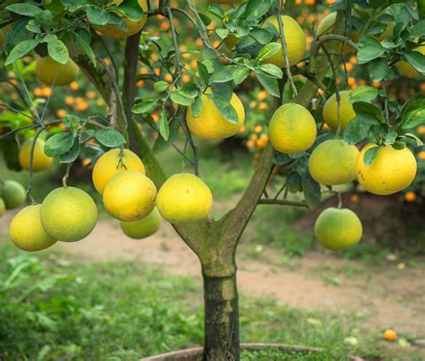 What Fruit Trees Are Common To Florida? - Tampa Tree