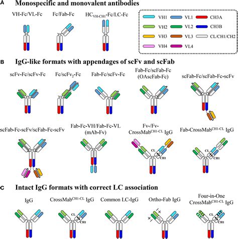 Frontiers | Immunoglobulin Fc Heterodimer Platform Technology: From ...