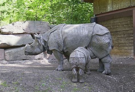 Javan rhinoceros | Endangered List