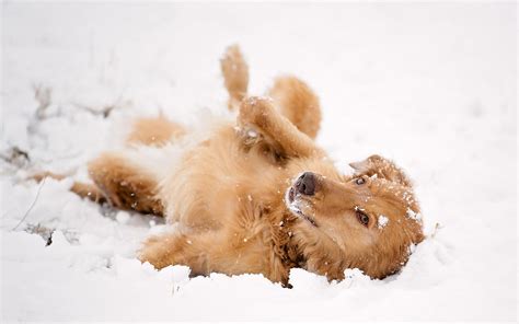 Winter Puppies Wallpapers - Wallpaper Cave