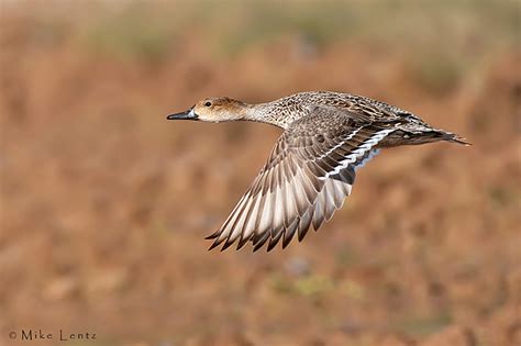 Pintail hen in flight photo - Mike Lentz Nature Photography photos at ...