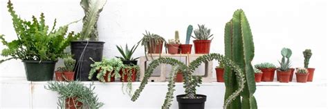 Houseplants 101: Arid-Loving Plants : Mulhall's