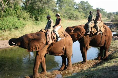 Elephant Back Safari Zambia | African Travel