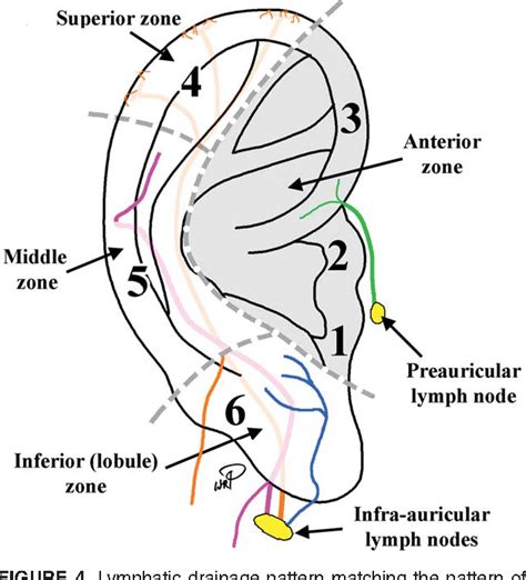 Figure 4 from Lymphatic drainage of the external ear. | Semantic Scholar