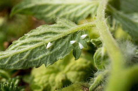 Whitefly – a tiny, devastating pest | Cropaia