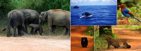 Wildlife Tours in Sri Lanka | Sri Lanka wildlife Tours by Best of Lanka