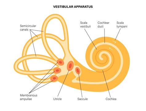 Vestibular System And Balance