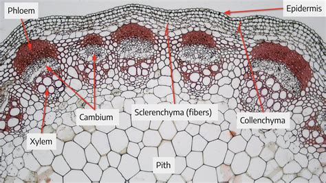 Woody Dicot Stem Diagram