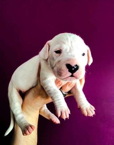 Dogo Argentino Puppy for Sale - Adoption, Rescue for Sale in Raymond ...