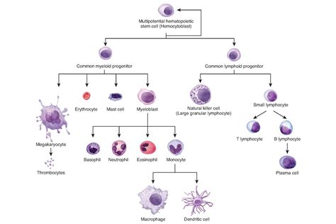 Bone Marrow Anatomy Physiology